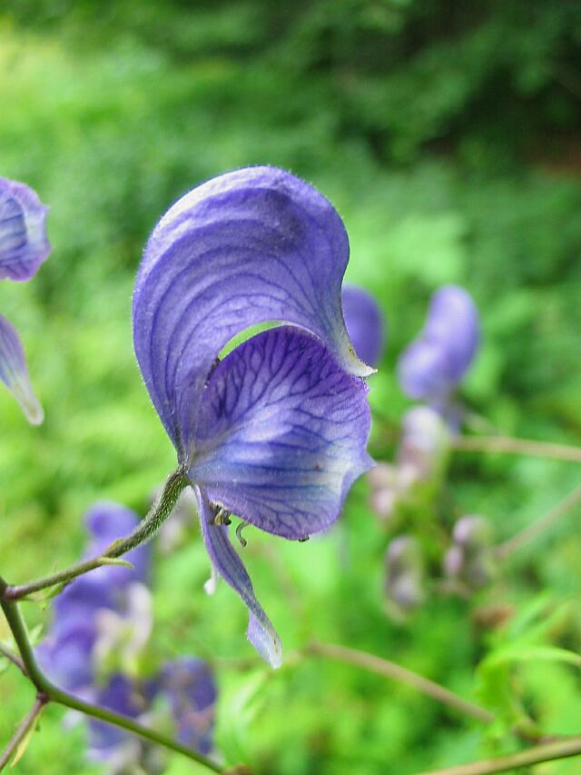 Aconitum variegatum / Aconito variegato